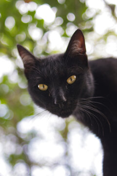 Black cat walking on fences stock photo