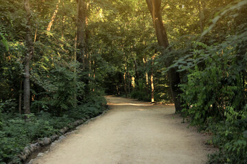 Pathway in park with green trees. Nature reserve