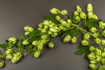 Green ripe hop cones for brewery and bakery background