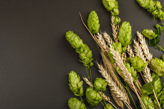 Wheat beer concept background. Cones of hops and wheat ears