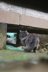Cute grumpy cat hiding under a traditional Indonesian house.