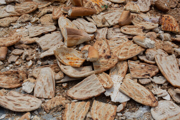Shot of bread stale dry old thrown on the trash in the street