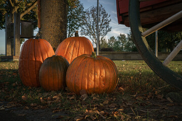pumkins in autumn