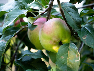 Jabłka na drzewie 