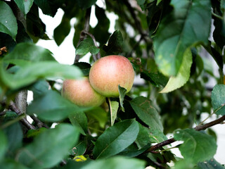 jabłka na drzewie 