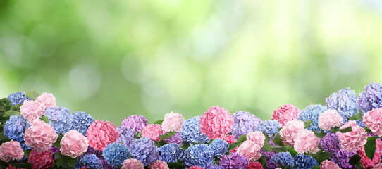 Many different beautiful hortensia flowers outdoors, banner design. Bokeh effect