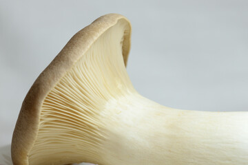 Fototapeta premium 横たわったエリンギ