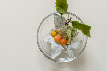 yellow orange tree berries and poplar leaves (verso side) in a glass bowl on paper
