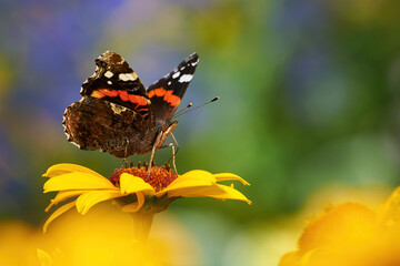 Red admiral butterfly feeding with flower nectar ( Vanessa atalanta )	