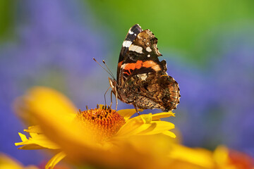 Red admiral butterfly feeding with flower nectar ( Vanessa atalanta )	
