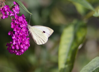 the butterfly on the flower. the name of the butterfly: 