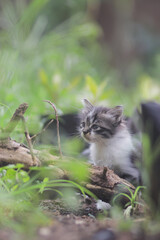 Naklejka na ściany i meble Cute kitten in the yard stock photo