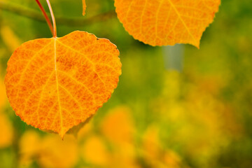 Autumn Orange Aspen Leaf - Close up of orange Aspen Leaves in Autumn in Colorado