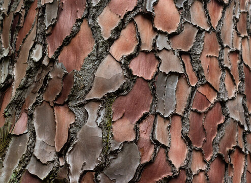 Maritime Pine, Pinus pinaster trunk symbol. Texture made of maritime pine tree bark. Beautiful Maritime Pine, Pinus pinaster trunk background. Conceptual image. Peaceful nature.