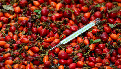 A mercury thermometer lies on the berries of a red rose hip. Concept - traditional medicine