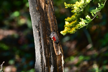 Spotted Lanternfly takes over a Tree of Heaven, slowly killing it. 