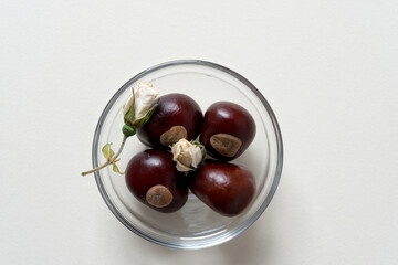 bowl of conkers and rose buds isolated on paper