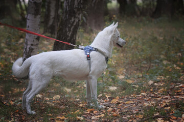 Obraz premium a white dog in a harness