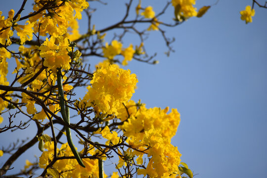 Blooming yellow poui tree during the poui flowering season in Trinidad and Tobago.