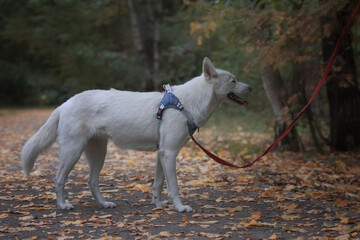Obraz na płótnie Canvas a white dog in a harness