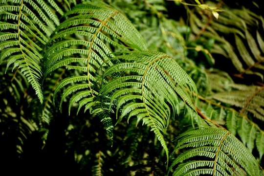 Ferns- photos taken in the rainforest located on the North Coast of Trinidad