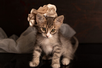 cute gray kitten with accessories on brown background