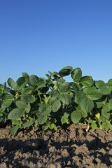 Fototapeta na wymiar Agriculture, green cultivated soybean plants in field with clear blue sky, agriculture in late spring or early summer