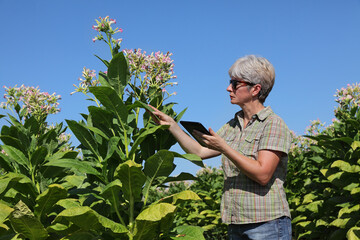 Female farmer or agronomist examining leaf of blossoming tobacco plant in field and holding tablet