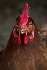portrait of a chicken