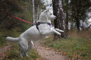 Fototapeta na wymiar white dog running
