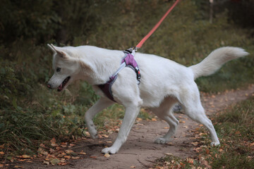 dog running in the park