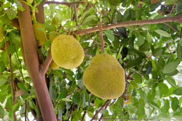 A tree branch full of jack fruits. Tropical fruits ripen on the tree.