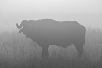 Mono silhouette of buffalo standing in grass