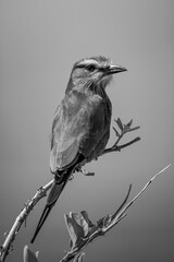 Mono lilac-breasted roller with catchlight on branch