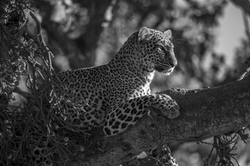 Mono leopard on branch with head up