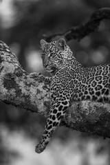 Mono leopard lies on branch dangling leg