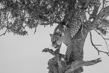 Mono leopard climbing down tree in sunlight