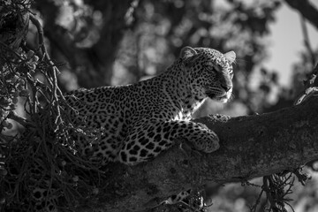 Mono leopard in branches looking for prey