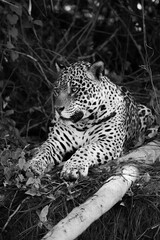 Mono jaguar lying beside log on bank