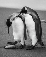 Mono king penguin inspects rock by another