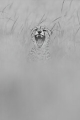 Mono cheetah sits yawning in blurred grass
