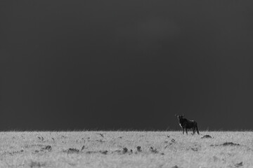 Mono blue wildebeest on horizon under stormclouds