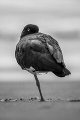 Mono American oystercatcher tucking beak into wings