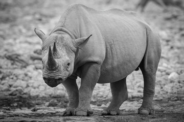 Mono black rhino by waterhole watching camera