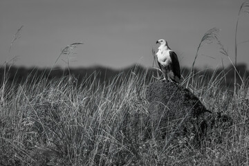 Mono African fish eagle on termite mound