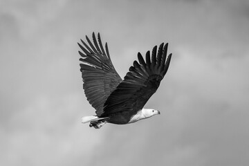 Mono African fish eagle with wings raised