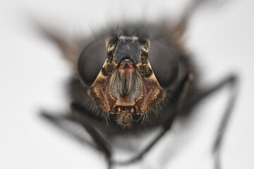 close-up portrait of a fly, ultra macro photography of a housefly, selective focus