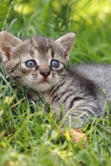 Naklejka na ściany i meble little tabby kitten in the grass