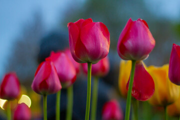 red and yellow tulips