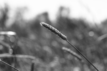 sunset over the farmers field